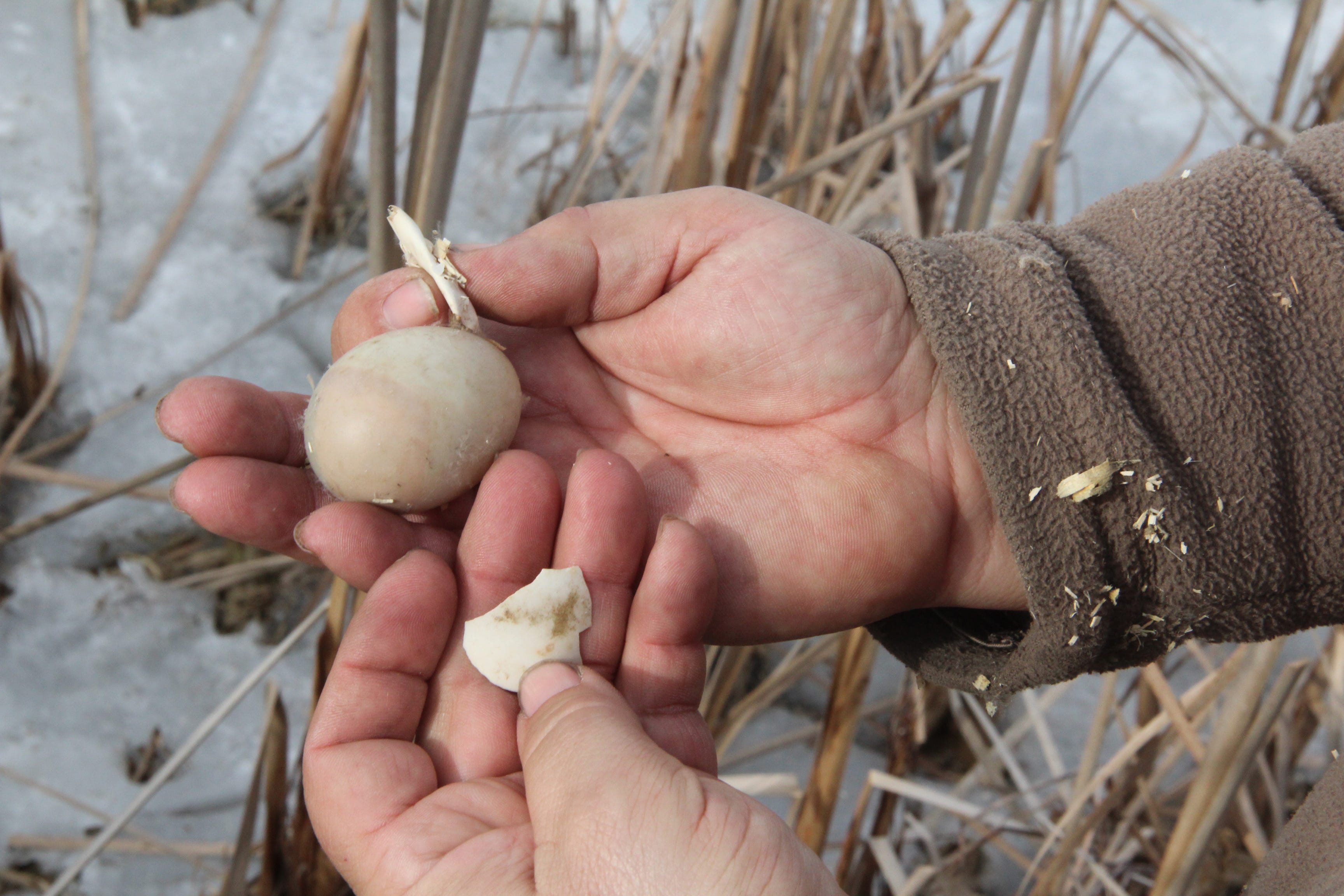 wood duck hatching eggs